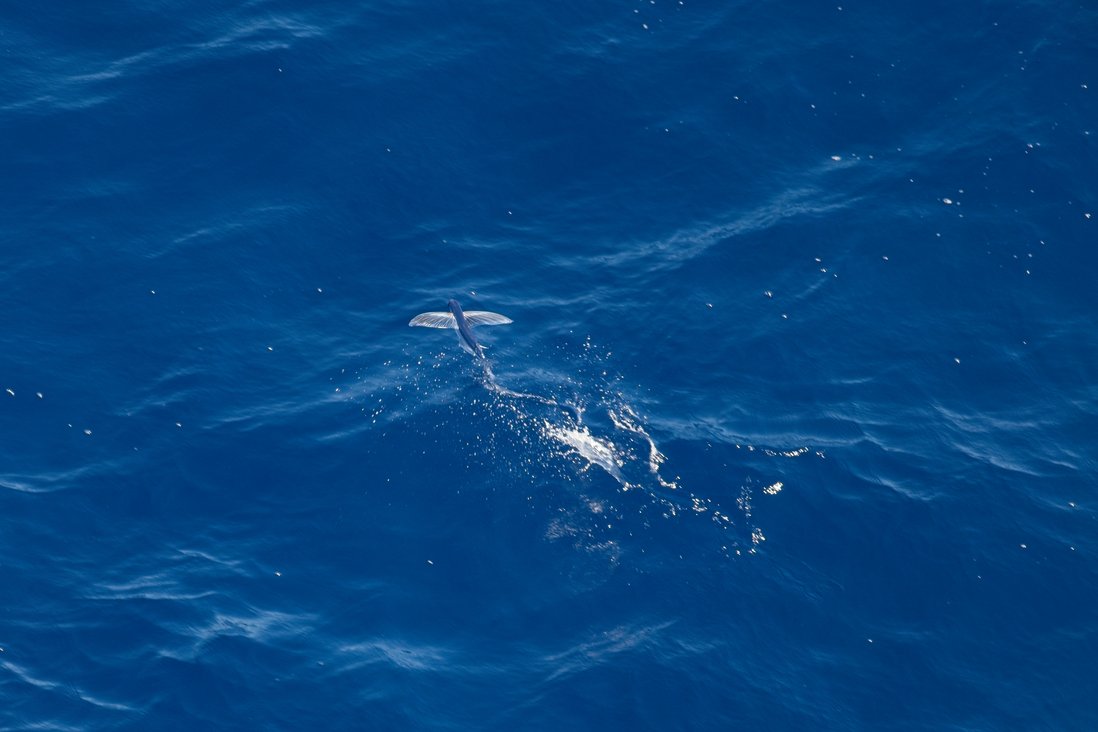 A flying fish leaps out of the deep blue ocean water, its large pectoral fins spread wide like wings as it glides above the rippling surface, which is scattered with sparkling reflections of sunlight.